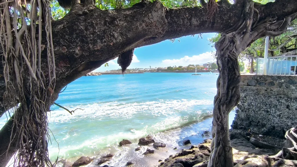 Branche voûtée formant une arche naturelle au-dessus des vagues venant mourir sur la grève.