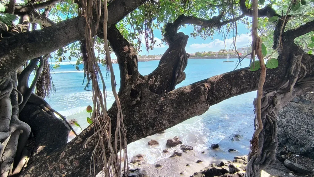Vue plongeante à travers les branches massives d'un arbre sur l'eau turquoise et le sable.