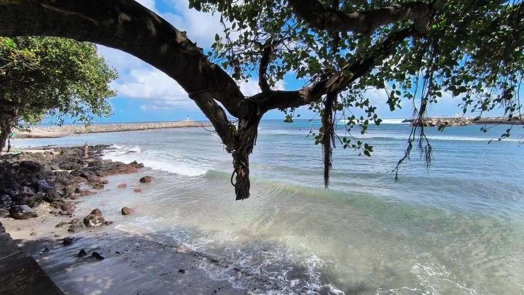 Branche d'arbre surplombant des rochers noirs et des vagues sur une plage