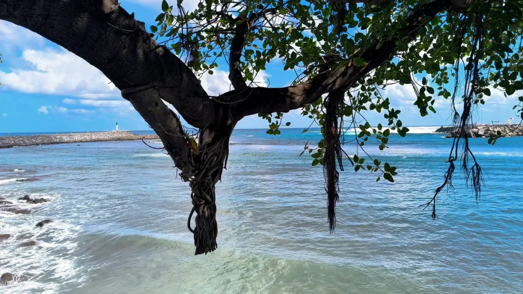 Gros plan sur le tronc d'un banyan au-dessus d'une eau turquoise et de vagues