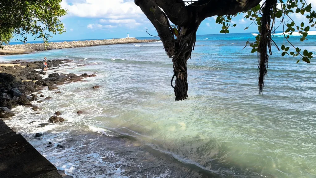 Vue en contre-bas des lianes d'un arbre avec les vagues déferlant sur le sable