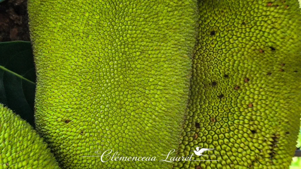 Gros plan macro sur l'épiderme vert vif d'un ti'jacques révélant une myriade de tubercules coniques ridés et géométriques sous une lumière naturelle rasante.