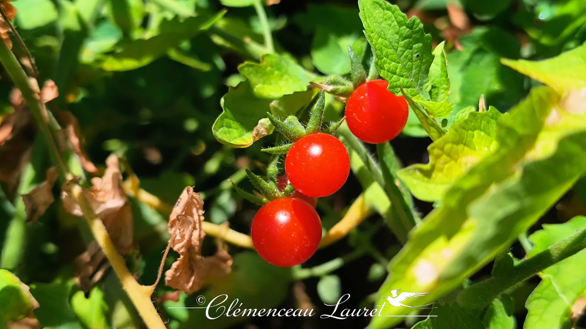 Trois petites tomates pok-pok rouges suspendues à leur tige verte dans un jardin à Saint-Joseph à La Réunion