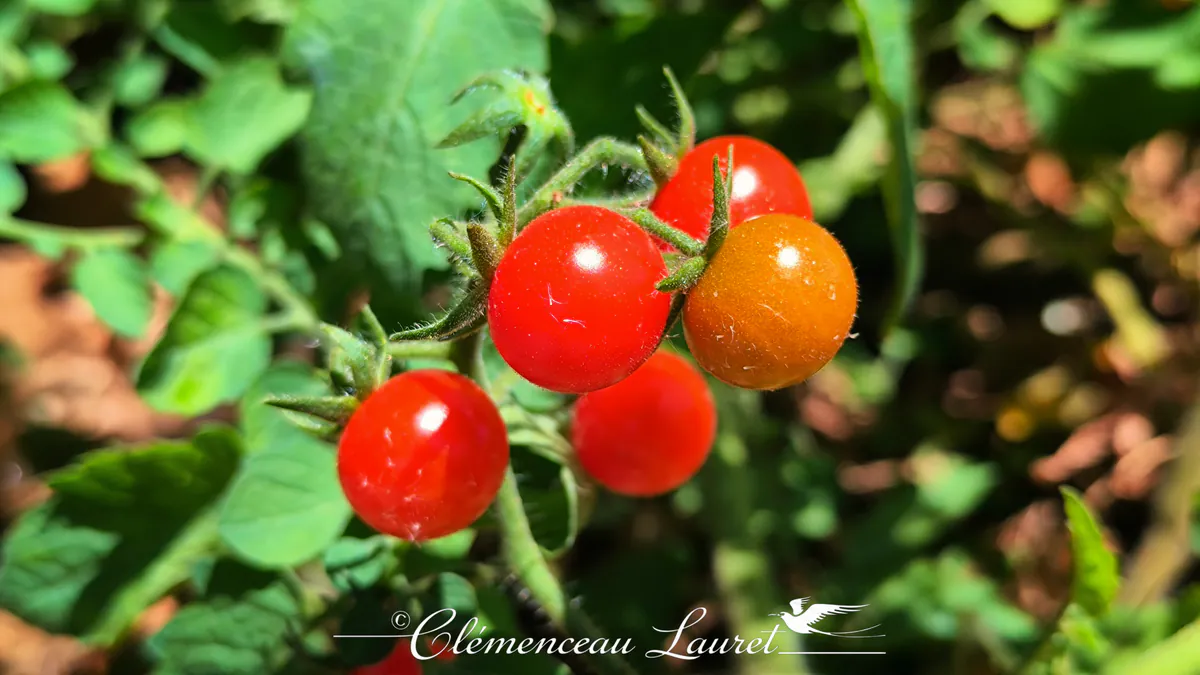 Nuances de maturité sur une grappe avec une tomate dorée et plusieurs tomates rouges vif