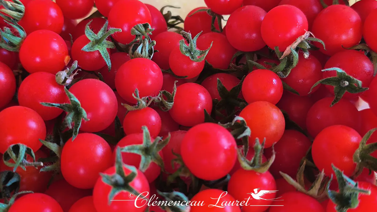Abondante récolte de tomates pok-pok et cerises rouges fraîchement cueillies