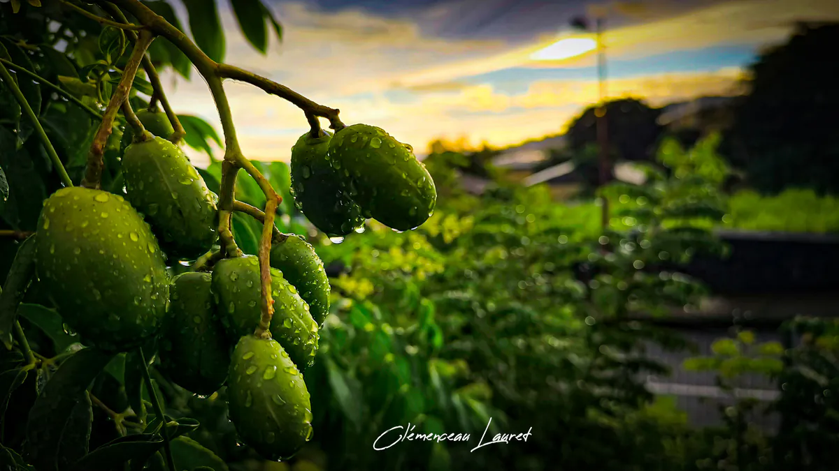 Grappe de zévis nains verts couverts de gouttes d'eau suspendus à une branche, éclairée par un coucher de soleil en arrière-plan flou.
