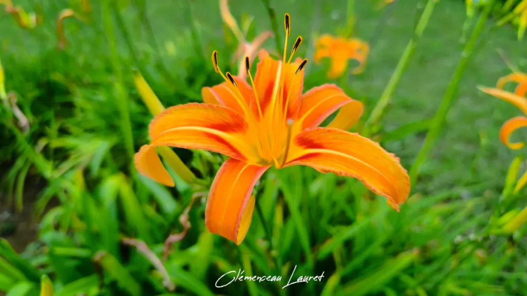 Fleur d'hémérocalle orange vif en gros plan, pétales étalés sous une lumière douce du matin dans un jardin tropical à La Réunion.