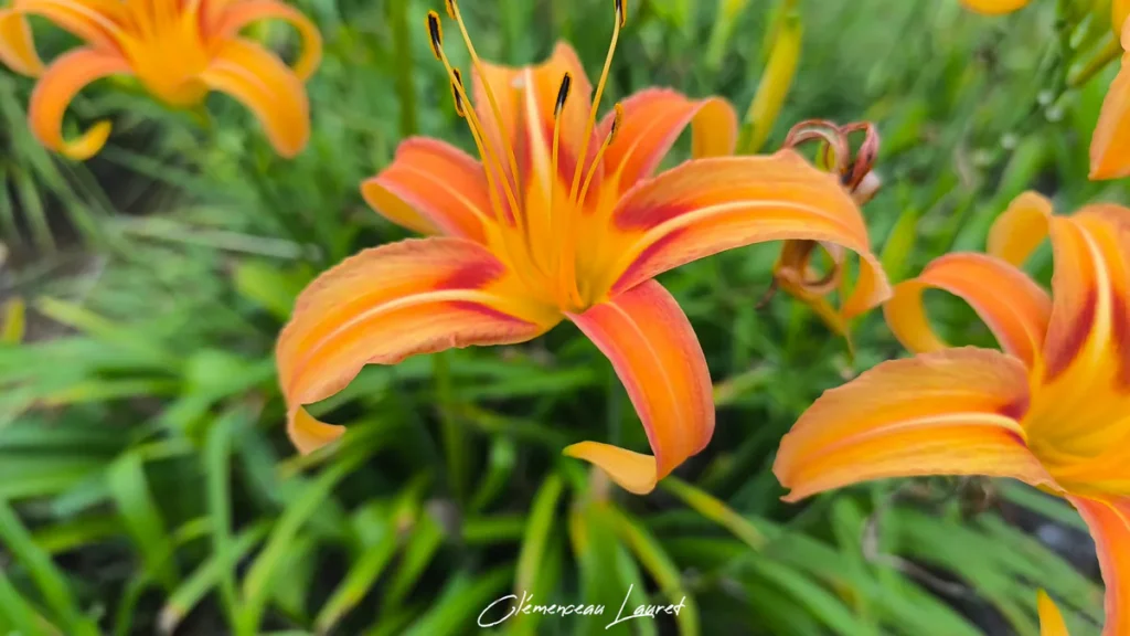 Pétales arqués d'une fleur d'hémérocalle orangée en angle contre-plongée, entourés d'un feuillage vert tendre à La Réunion.