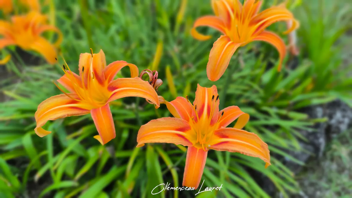 Vue rapprochée d'un massif de plusieurs fleurs d'hémérocalles orange éclairées par la lumière naturelle à La Réunion.