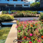 Gros plan sur les parterres de fleurs multicolores dominés par des zinnias aux teintes éclatantes de rose, d'orange et de rouge, bordant un bassin d'eau rafraîchissant avec une petite cascade artificielle devant le bâtiment institutionnel de la Mairie des Avirons à La Réunion. Photo : Clémenceau Lauret.