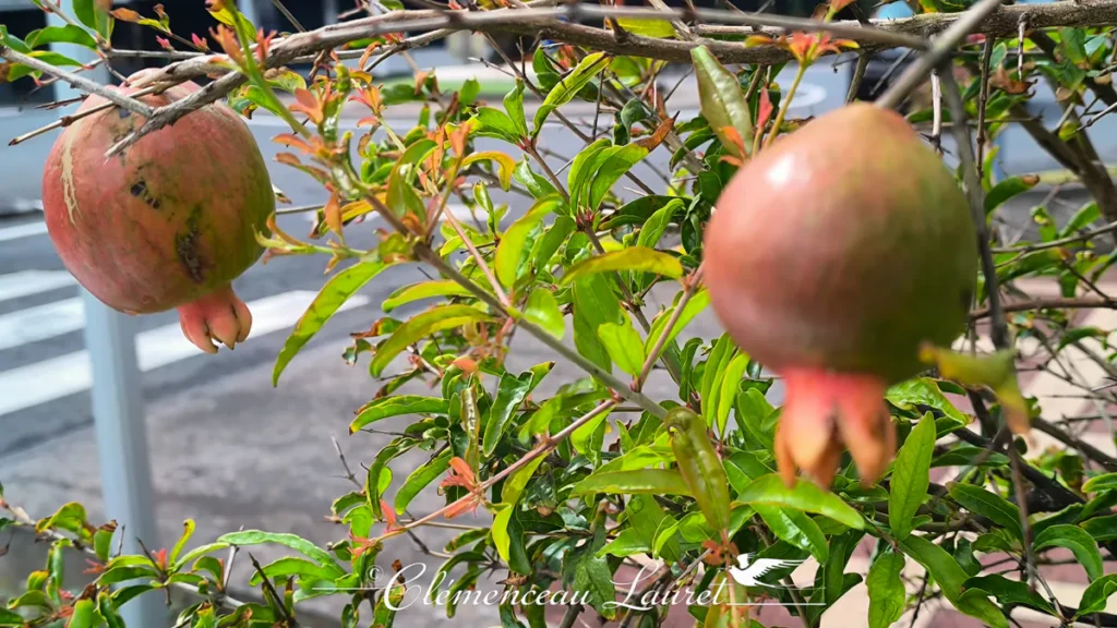 Grenades vert-rosé mûrissant sur un grenadier aux feuilles luisantes sous le soleil de Saint-Pierre à La Réunion.