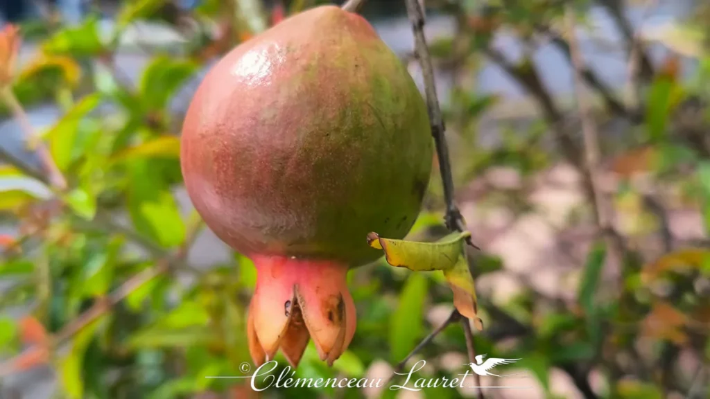 Gros plan sur une grenade en cours de mûrissement accrochée à sa branche, calice couronné bien visible sous la lumière tropicale.