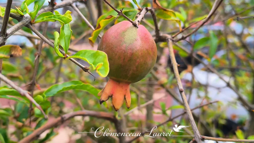 Angle en contre-plongée montrant une grenade teintée de rouge suspendue à un rameau aux petites feuilles vertes à La Réunion.
