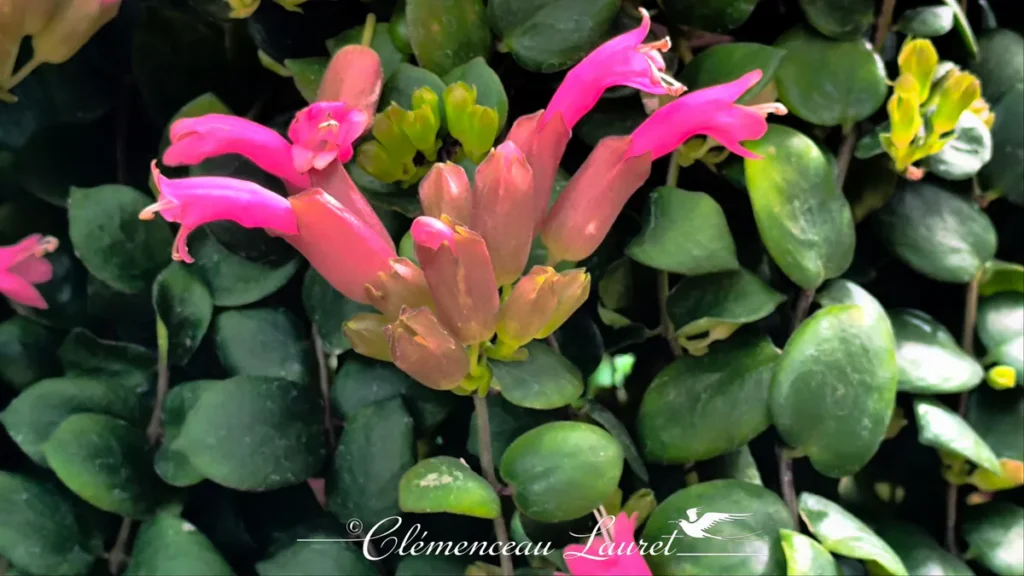 Gros plan sur les fleurs tubulaires roses d'un Aeschynanthus sur feuillage vert foncé sous une douce lumière tropicale à Saint-Joseph.