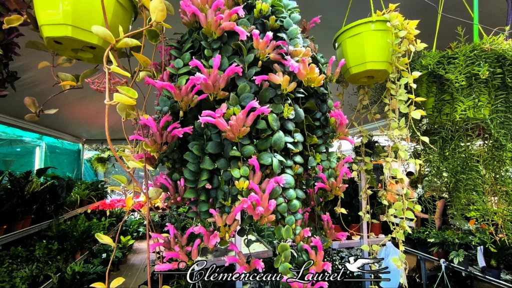 Suspension végétale abondante d'Aeschynanthus en floraison rose éclatante dans une pépinière ombragée à Saint-Philippe.
