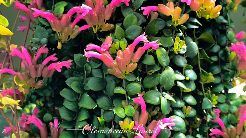 Plan rapproché des calices et corolles roses d'un Aeschynanthus baigné par la lumière naturelle sous serre.
