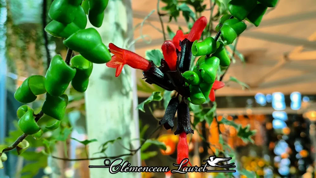 Macro sur une tige torsadée d'Aeschynanthus radicans aux fleurs rouges jaillissant de fourreaux noirs à Saint-Pierre.
