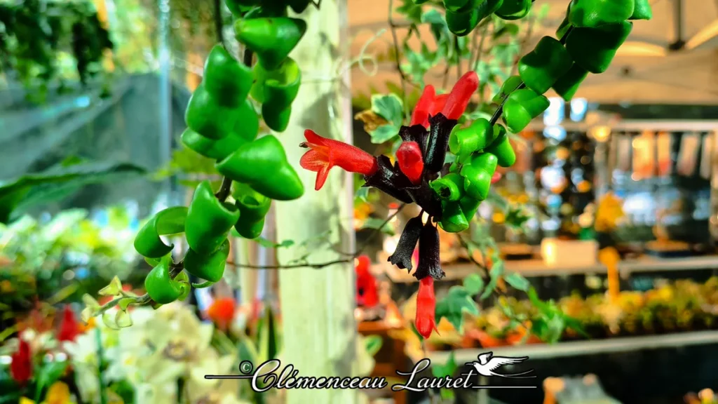 Plan moyen sur les feuilles en spirale et la fleur rouge vif d'un Aeschynanthus sur fond flou lumineux.