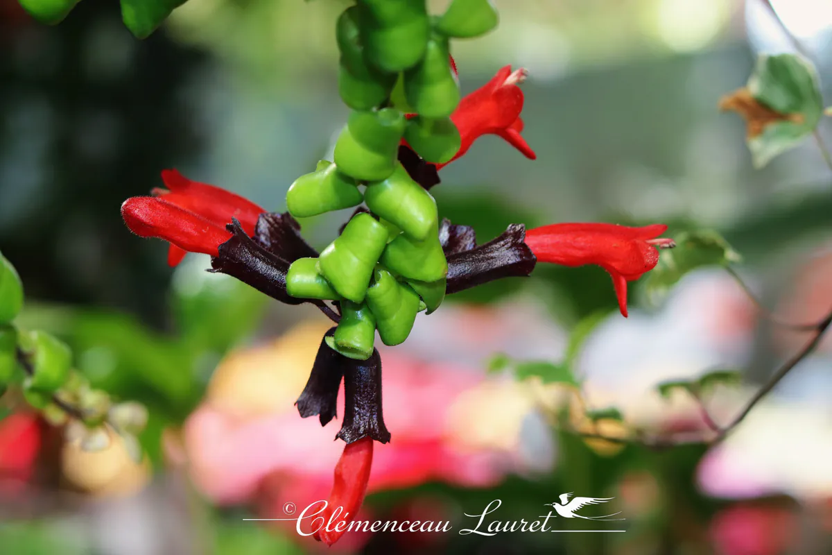 Plante à Rouge à Lèvres Aeschynanthus à la Réunion | Flore