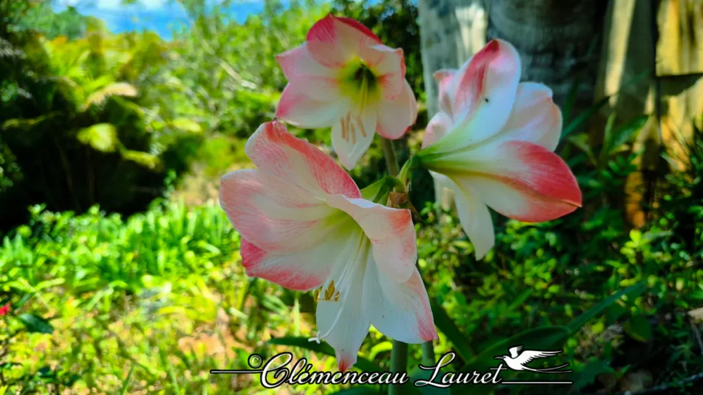 Fleurs d'amaryllis rose et blanche épanouies sous la lumière tropicale d'un jardin à Saint-Joseph, La Réunion.