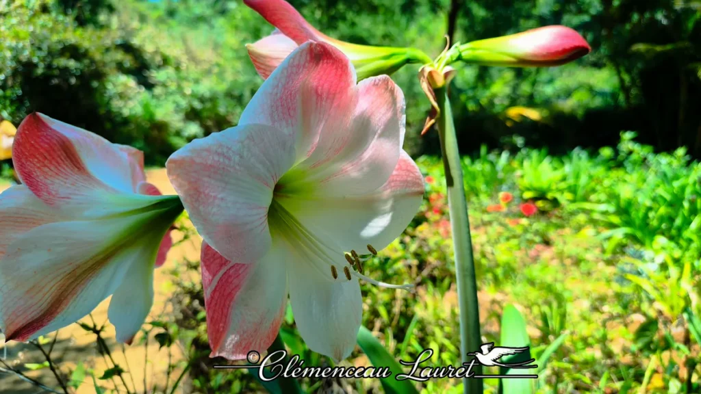 Gros plan sur une fleur d'amaryllis rose aux étamines visibles dans un jardin verdoyant à Saint-Joseph, La Réunion.