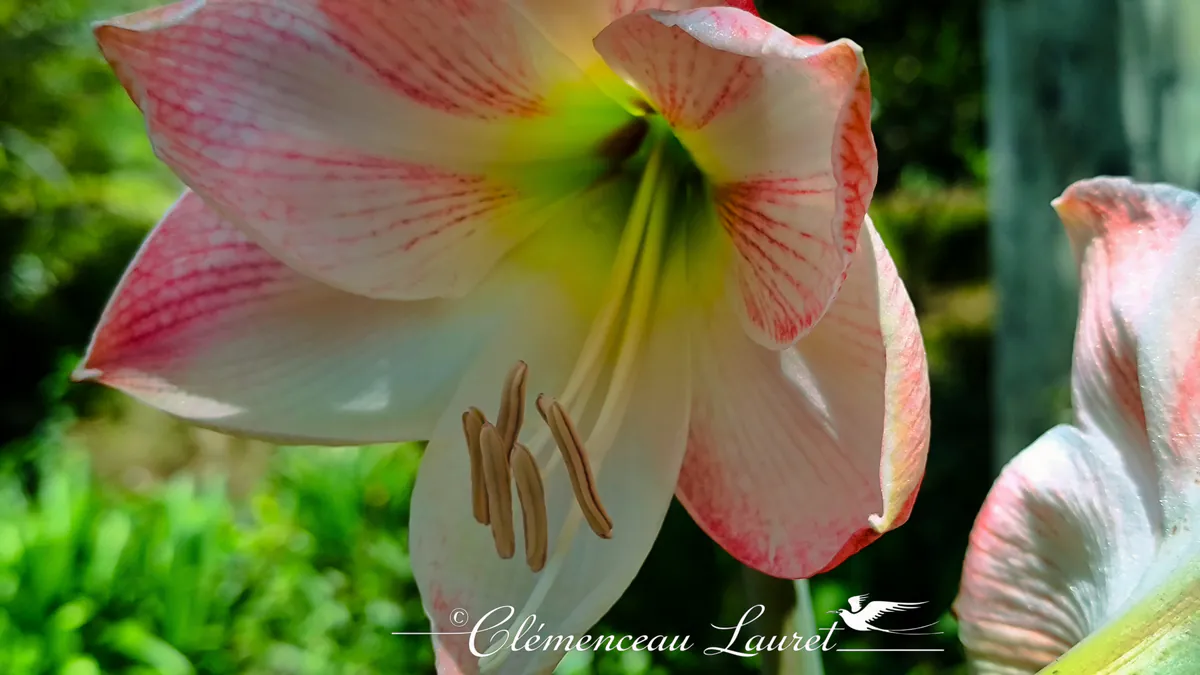 Macro détaillée du cœur d'une fleur d'amaryllis striée de rouge et de rose à Saint-Joseph, La Réunion.