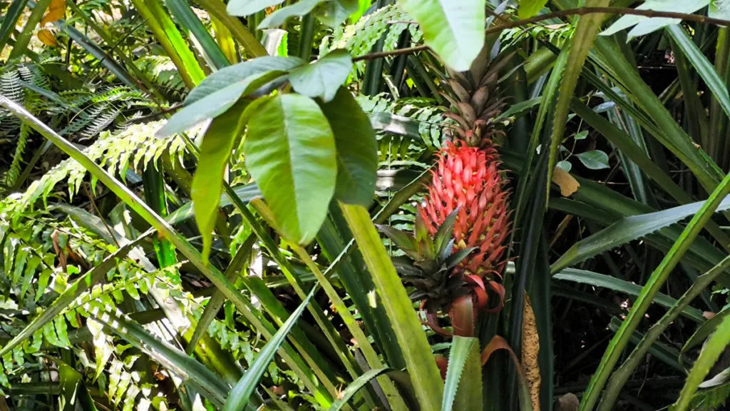 Ananas du diable rouge vif entouré de fougères et feuillages tropicaux sous une lumière filtrée, île de La Réunion.