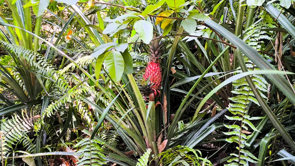 Vue d'ensemble d'un ananas du diable rouge au centre de longues feuilles vertes entrelacées dans la végétation, île de La Réunion.