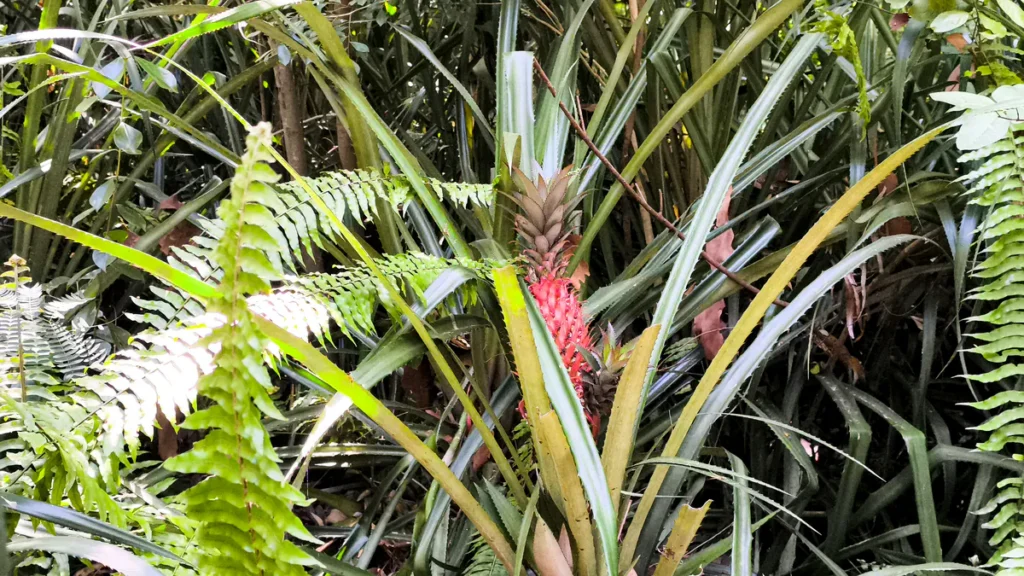 Gros plan partiel d'un ananas du diable rouge masqué par des frondes de fougères éclairées, île de La Réunion.