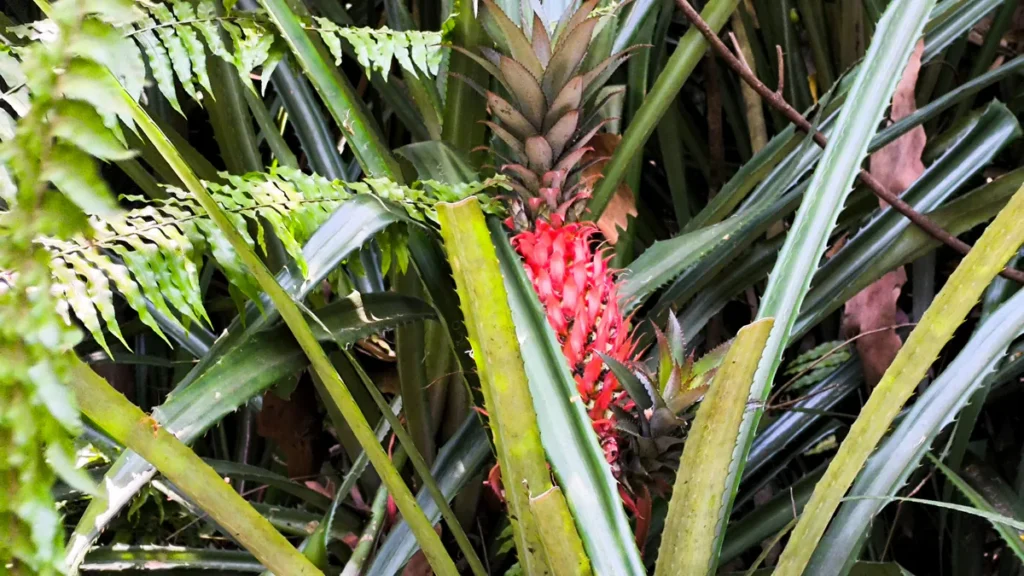 Plan rapproché sur la couronne et les bractées rouges d'un ananas du diable parmi les tiges épineuses, île de La Réunion.