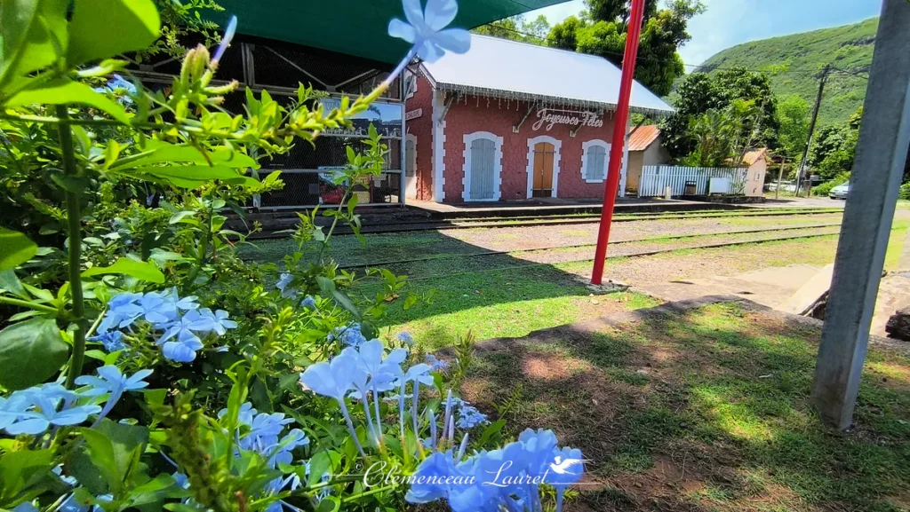Fleurs bleues de plumbago au premier plan avec la gare historique et le dépôt ferroviaire à La Grande Chaloupe en arrière-plan.