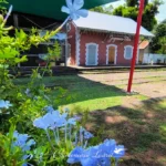 Fleurs bleues de plumbago au premier plan avec la gare historique et le dépôt ferroviaire à La Grande Chaloupe en arrière-plan.