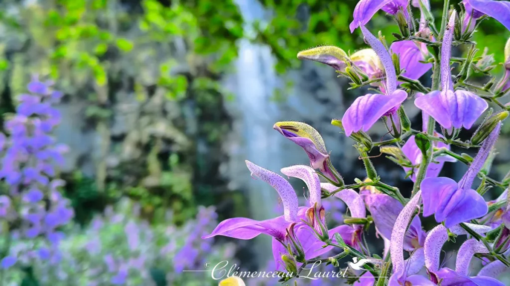 Gros plan sur des fleurs mauves aux nuances violettes avec en arrière-plan flou la cascade se déversant sur la roche.