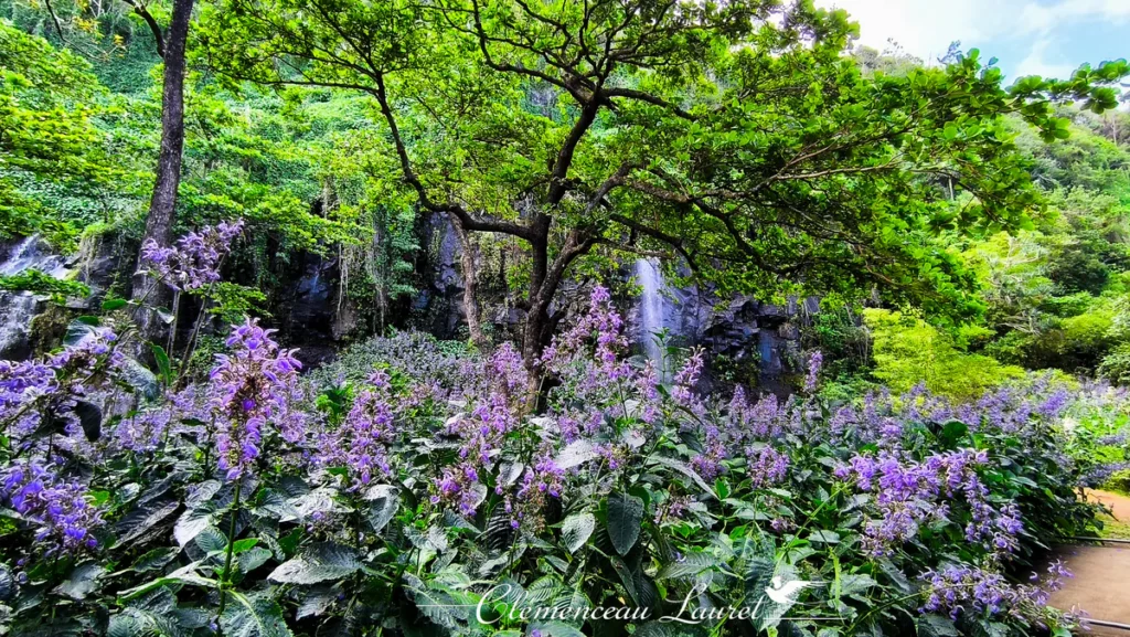Champ de fleurs mauves au premier plan avec cascades jaillissant de la falaise basaltique sous un vaste feuillage vert.