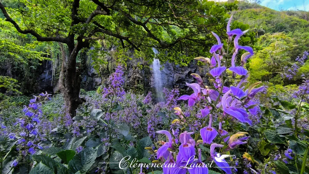 Gros plan détaillé sur des épis floraux violets avec la chute d'eau de Sainte-Rose qui s'écoule en arrière-plan.