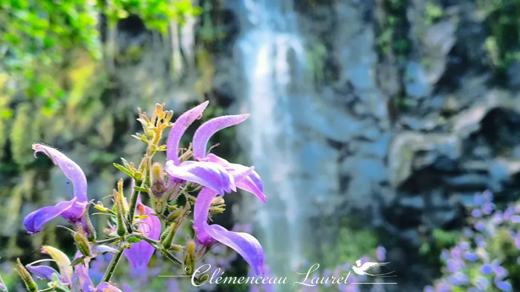 Angle rapproché sur des clochettes violettes texturées se détachant devant le voile d'eau flouté d'une cascade.