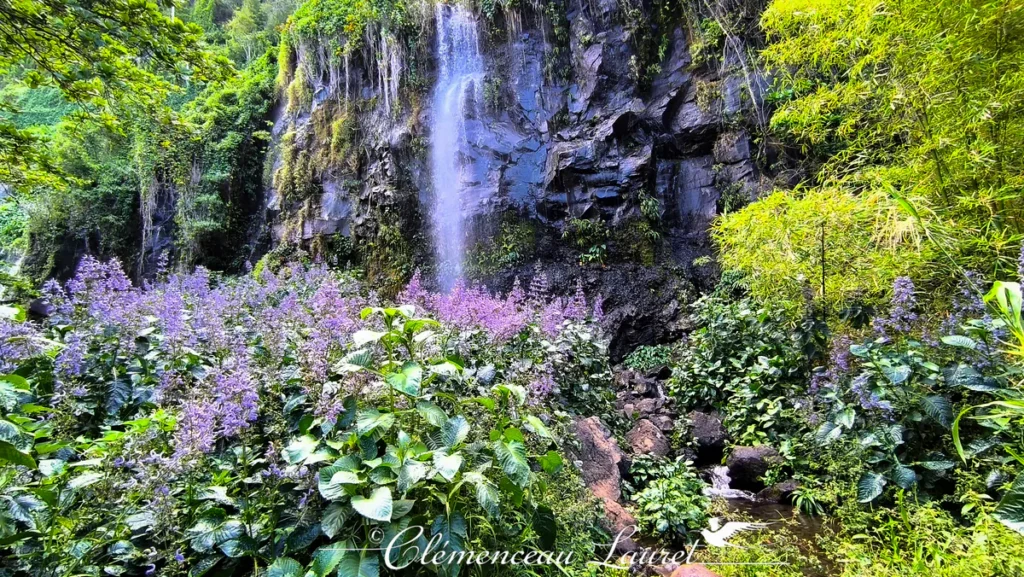 Cascade d'eau douce tombant dans une ravine entourée de végétation luxuriante et de buissons de fleurs mauves.