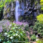 Cascade d'eau douce tombant dans une ravine entourée de végétation luxuriante et de buissons de fleurs mauves.