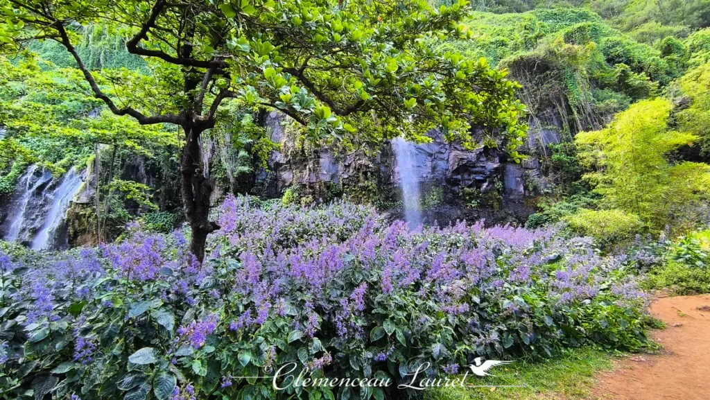 Plan large sur un parterre de fleurs violettes sous de grands arbres tropicaux face aux cascades de Sainte-Rose.