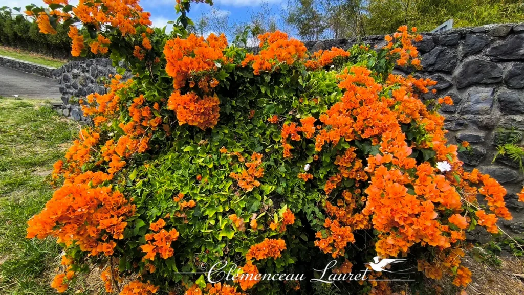 Massif de bougainvillier orange en pleine floraison près d'un muret en roche basaltique sous un ciel ensoleillé.