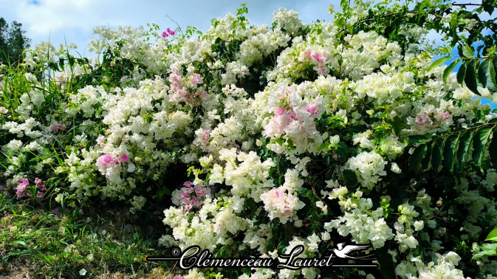 Profusion de bractées blanches et rosées de bougainvillier recouvrant un talus verdoyant par temps clair.
