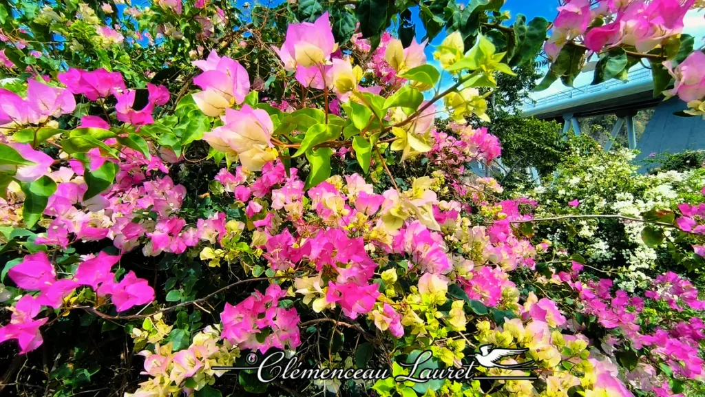 Gros plan sur des bractées de bougainvillier rose et jaune illuminées par une vive lumière naturelle.