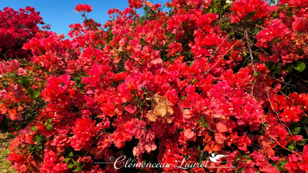 Dense feuillage fleuri de bougainvillier rouge éclatant capté en plan rapproché sous le soleil tropical.