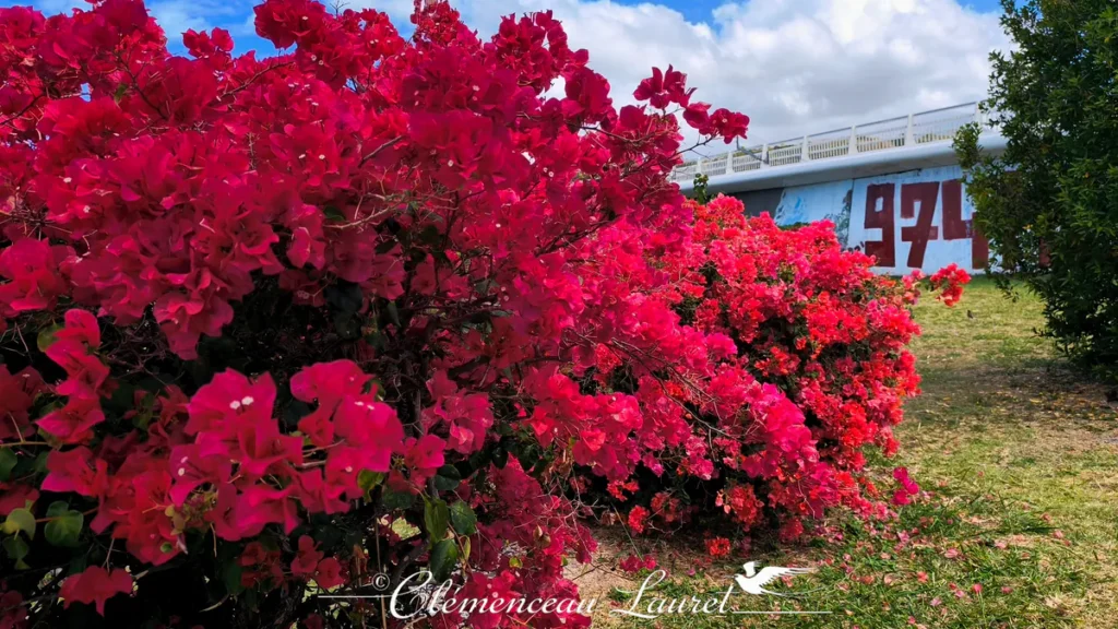 Buissons de bougainvilliers magenta bordant un espace vert près d'un pont routier sous un ciel nuageux.
