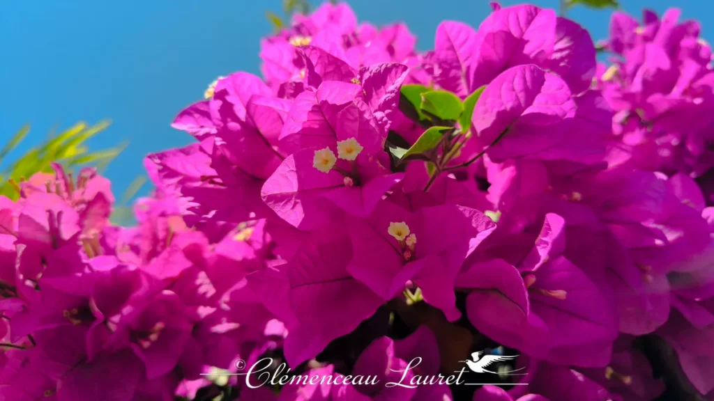 Macro sur des fleurs de bougainvillier magenta révélant les petites corolles blanches au centre sur fond de ciel bleu.