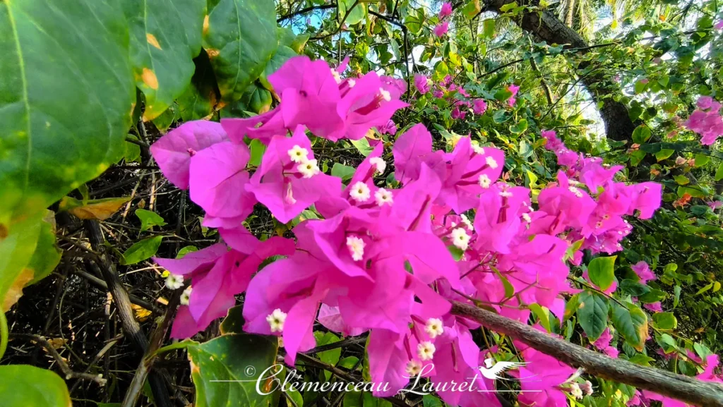 Branche de bougainvillier fuchsia suspendue au milieu d'un sous-bois tropical ombragé.