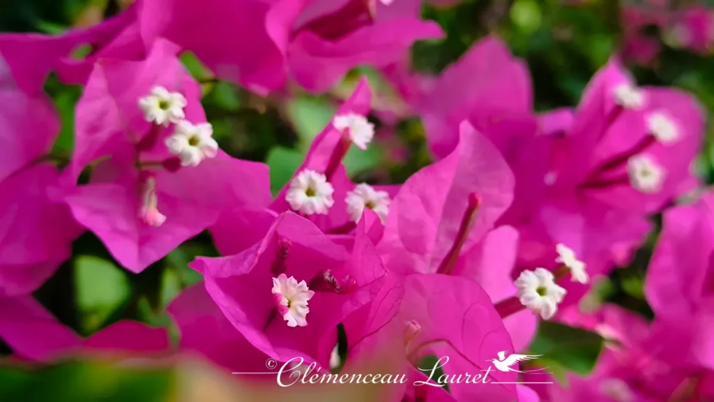 Plan très rapproché sur les bractées roses et les petites fleurs blanches d'un bougainvillier.