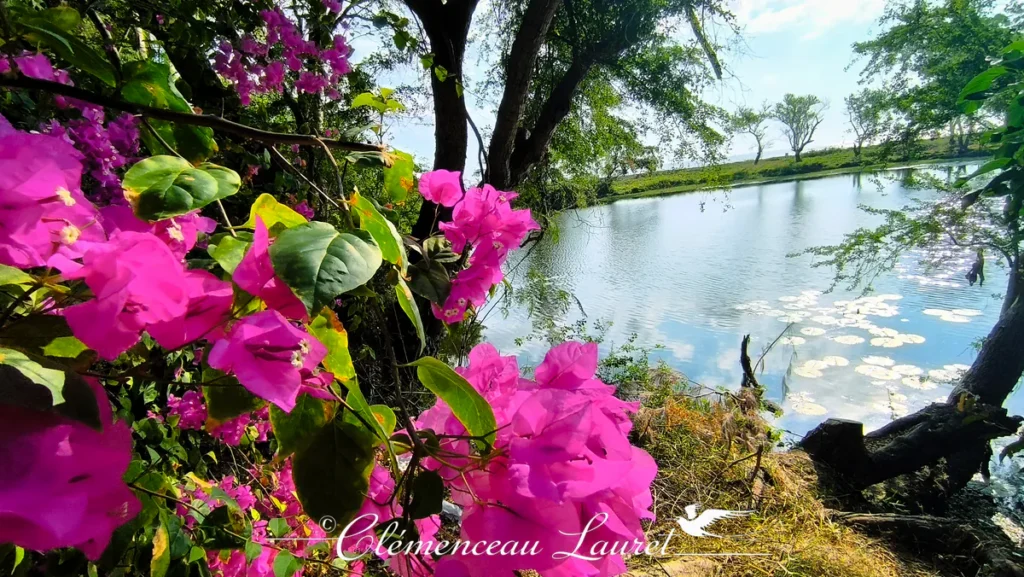 Fleurs de bougainvillier fuchsia au premier plan donnant sur un étang paisible bordé d'arbres à La Réunion.