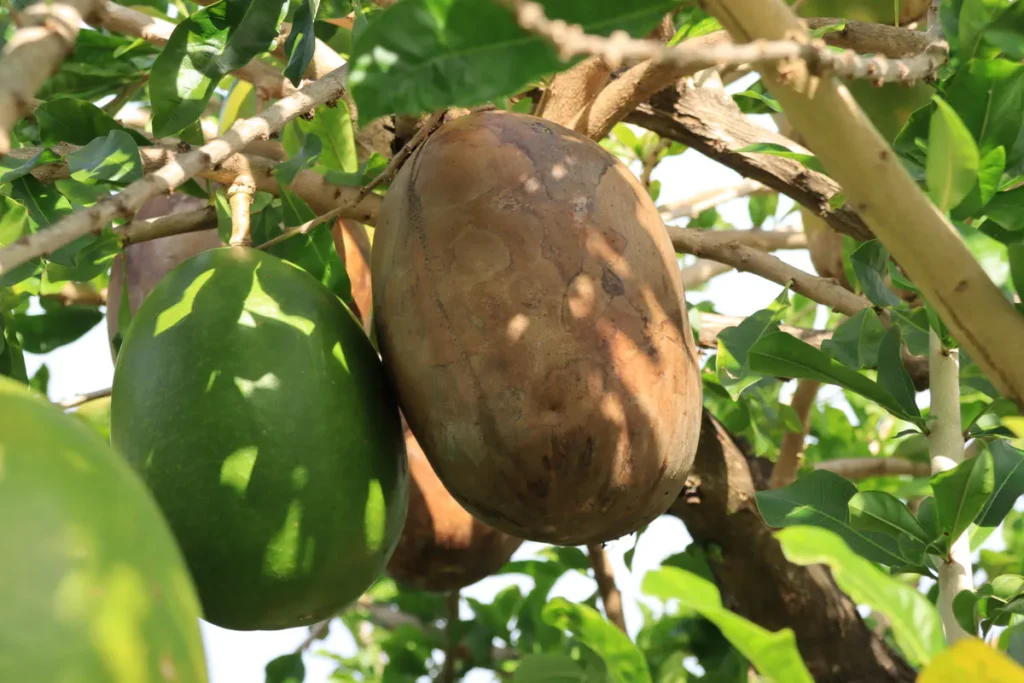 Gros plan sur une calebasse mûre brune et un fruit vert sur l'arbre à Saint-Joseph sous une lumière ensoleillée