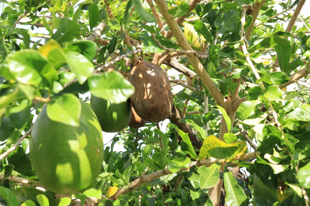 Angle contre-plongée montrant des fruits de calebasse accrochés aux branches d'un calebassier à Saint-Joseph